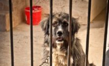 Cane in gabbia
